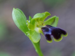 Ophrys_blitopertha_Ouest_de_la_route_vers_Epta_Piges